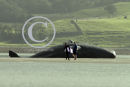 Stranded Sperm Whale